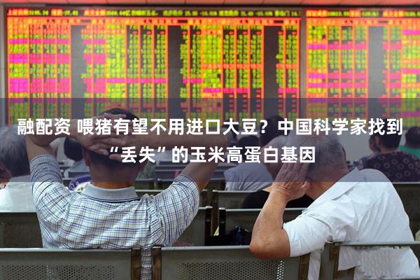 融配资 喂猪有望不用进口大豆？中国科学家找到“丢失”的玉米高蛋白基因